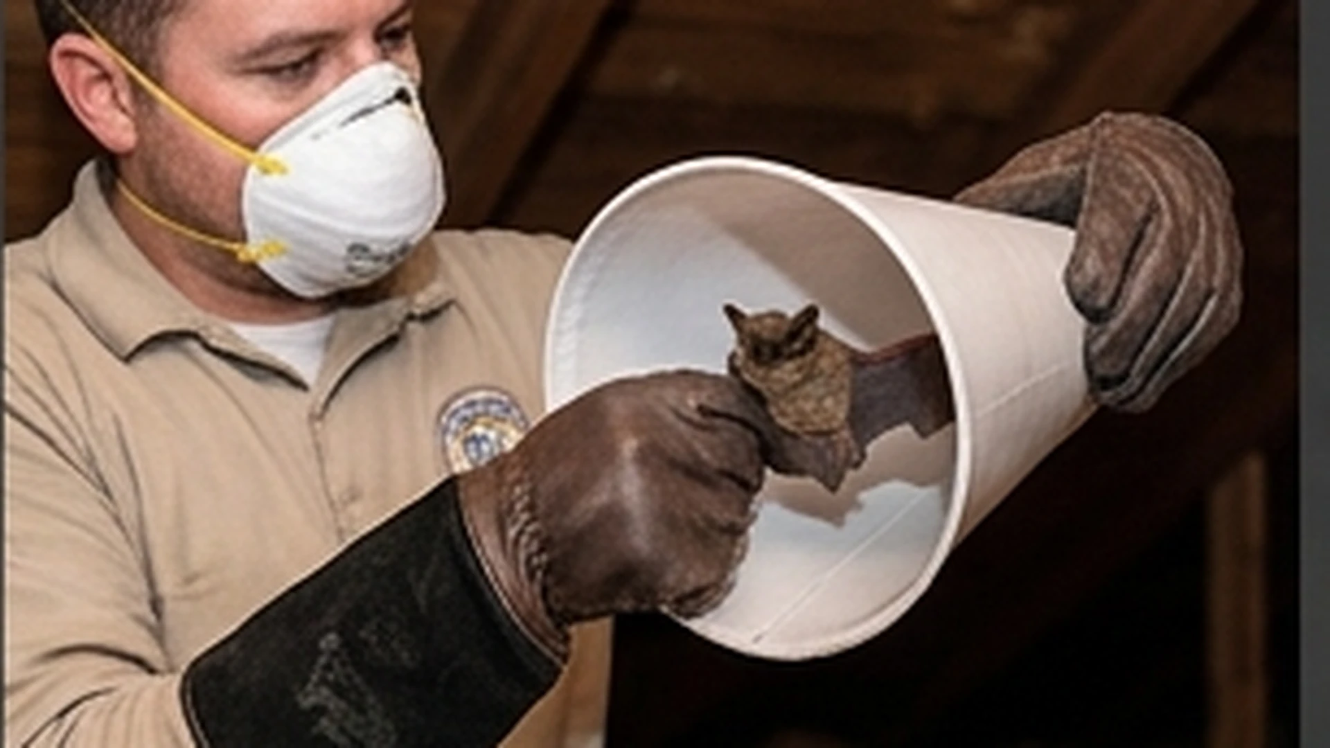 Humane bat removal inspection for attic and living-space issues