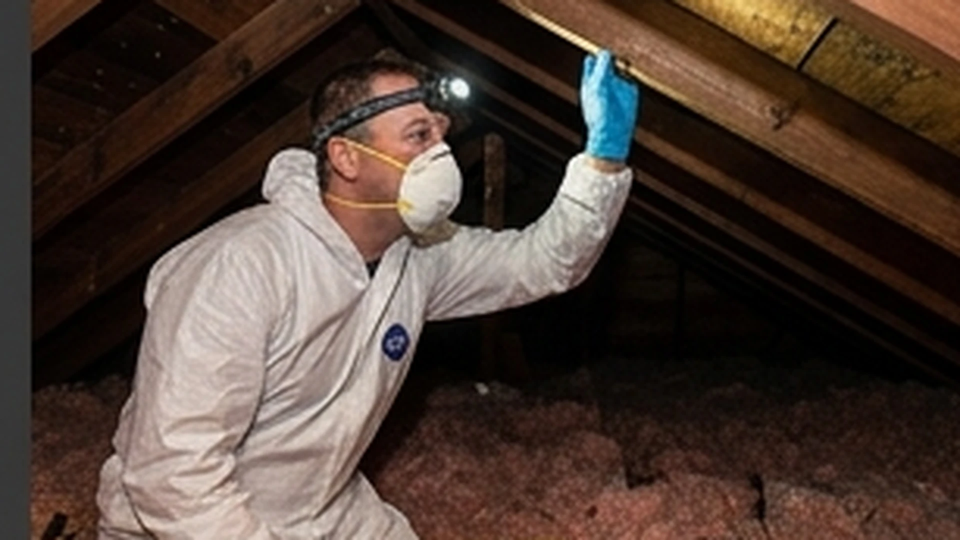 Bat inspection specialist checking an attic access area with protective equipment